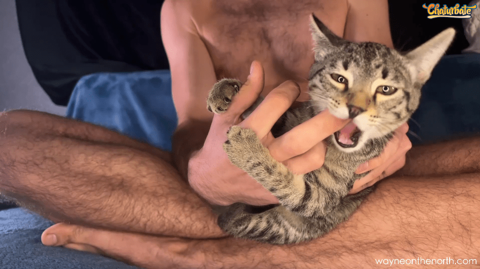 Sweet Talking Guy (or Sweet Tasting&nbsp;Guy)